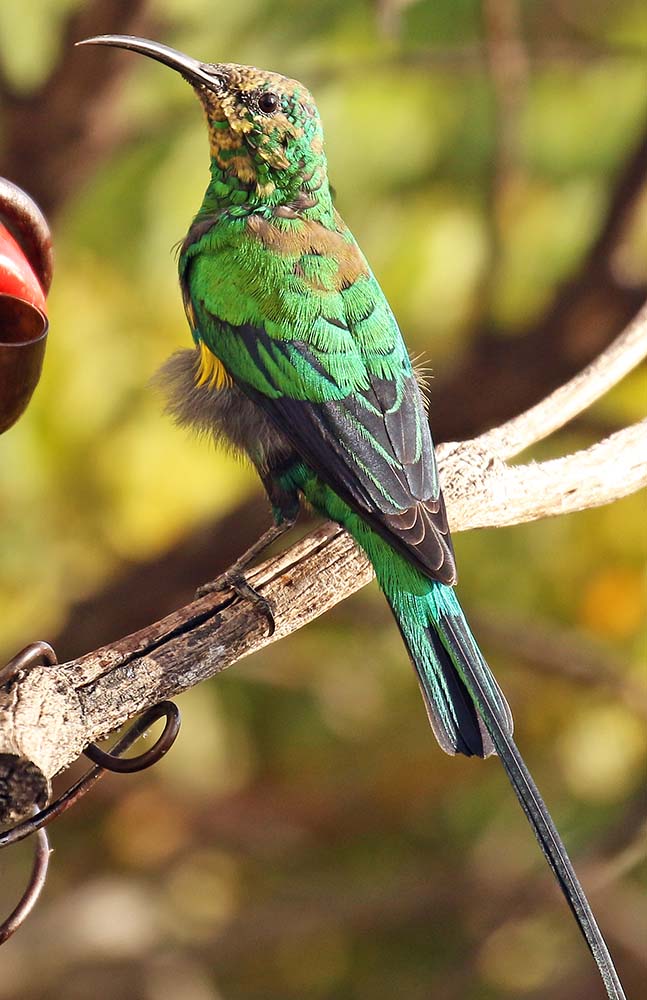 sunbird-malachite