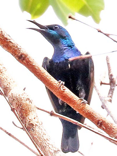 sunbird-purple-sri-lanka-squared