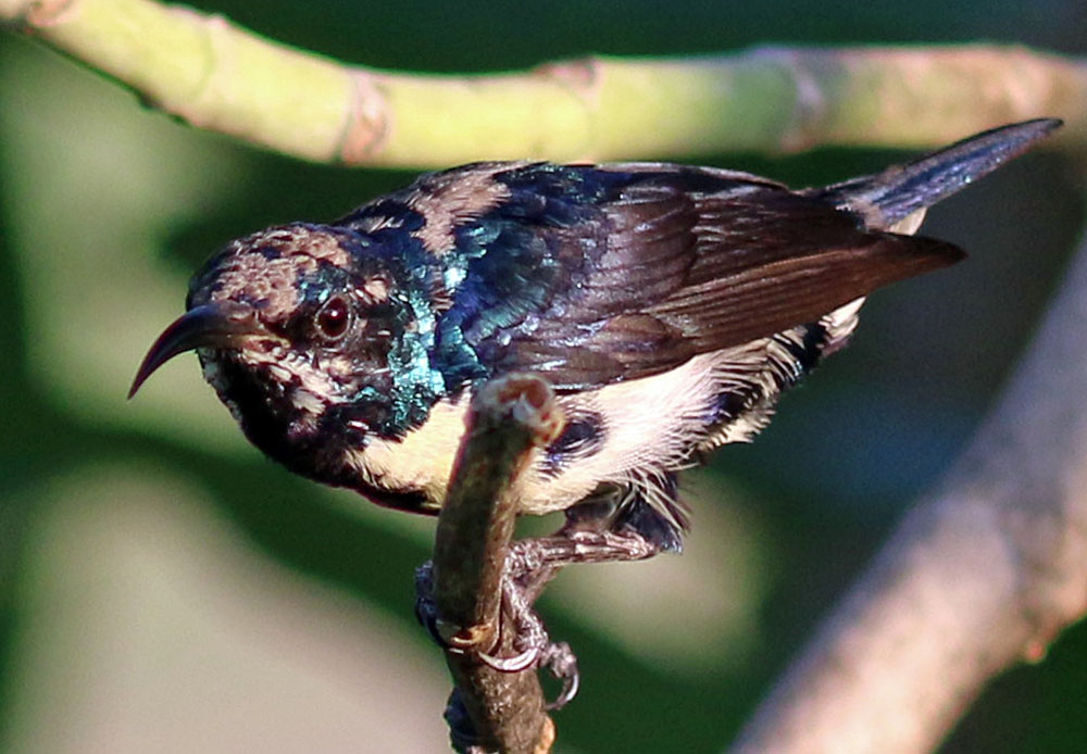 sunbird-purple-juv-male-sri-lanka-squared