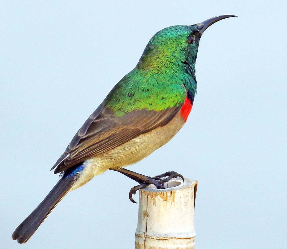 sunbird-southern-double-collared-