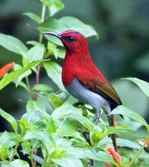 Sunbird-temmincks-kota-kinabalu