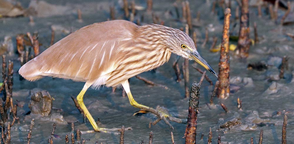 sundarbans-indian-heron