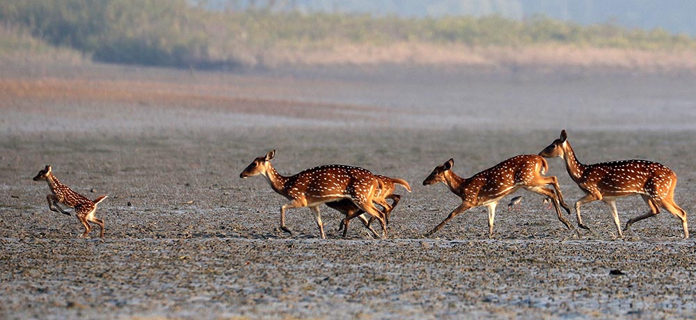 sundarbans-deer-in-mud-young