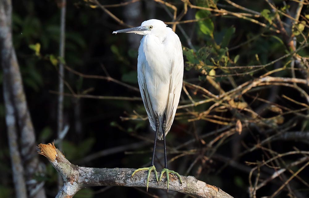 sundarbans-egret-little