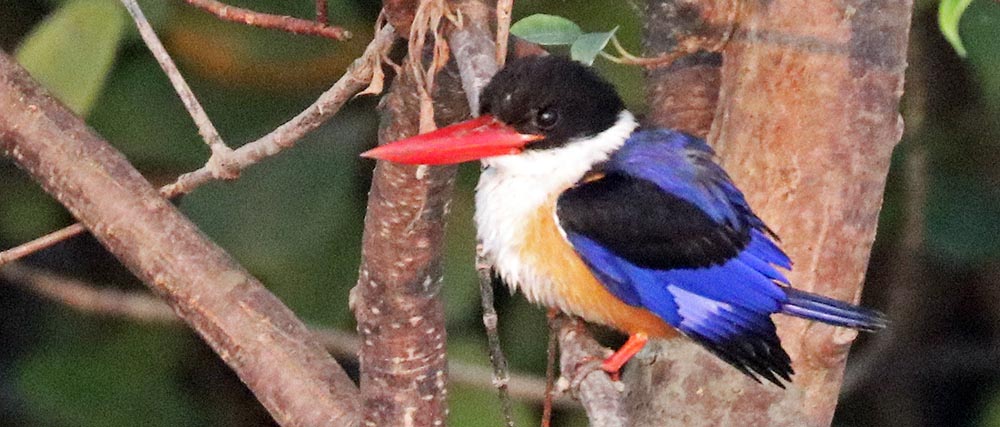 sundarbans-kingfisher-black-capped