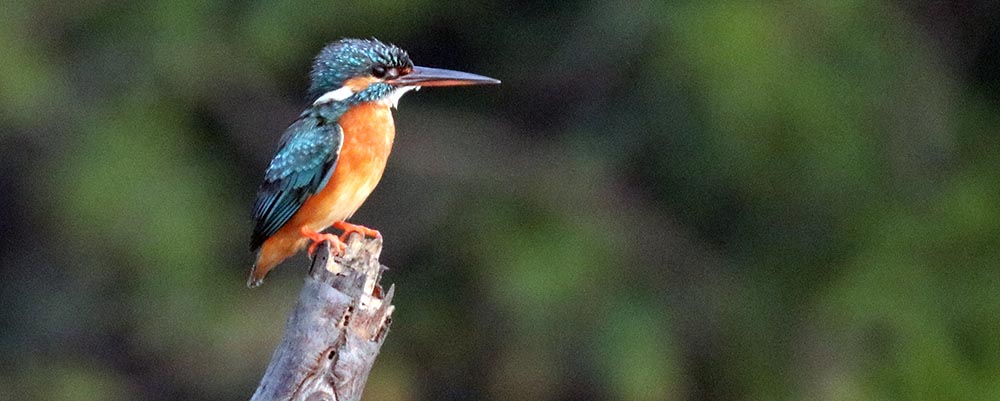 sundarbans-kingifhsre-common