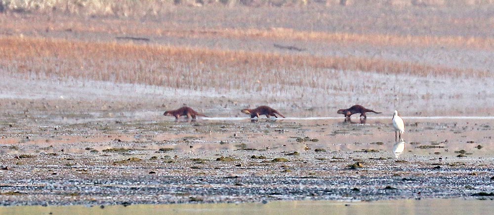 sundarbans-otter-wild