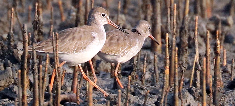 sundarbans-redshank
