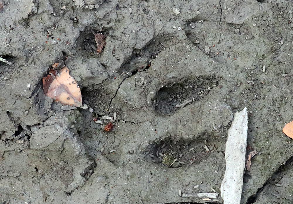 sundarbans-tiger-paw