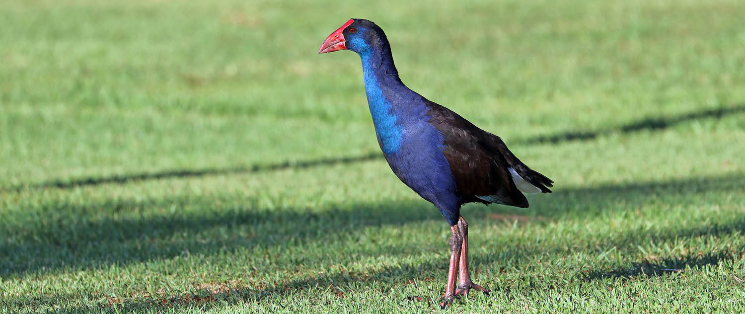 swamphen-purple-herdsman