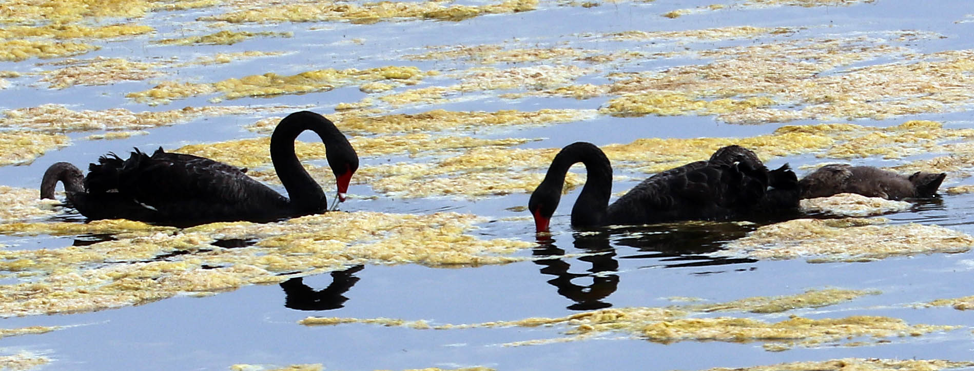 swan-black-kangaroo-island