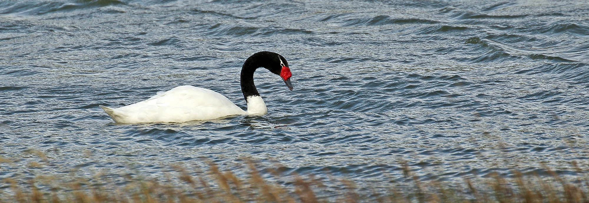 swan-black-necked-ushuaia
