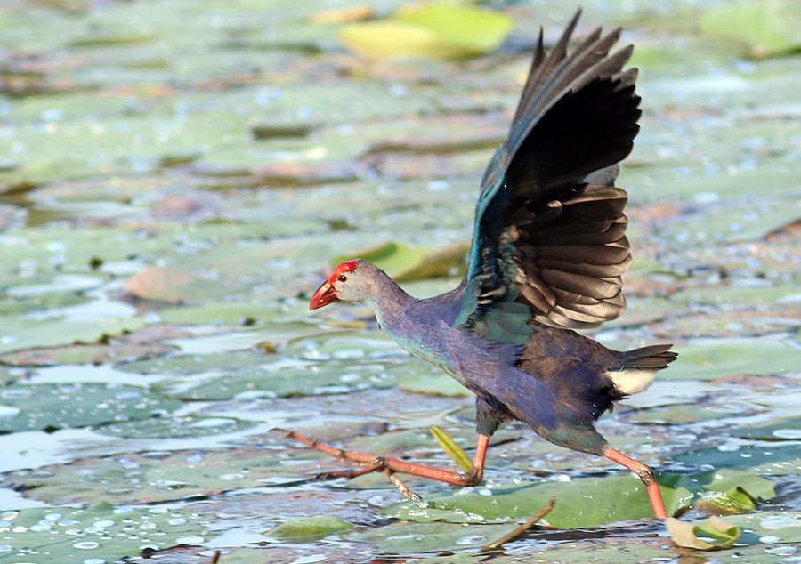 talangama-purple-swamphen