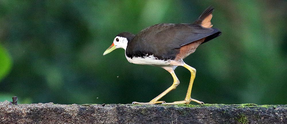 talangamawaterhen