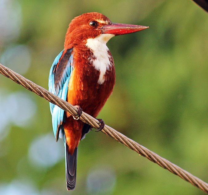 talangama-kingfisher