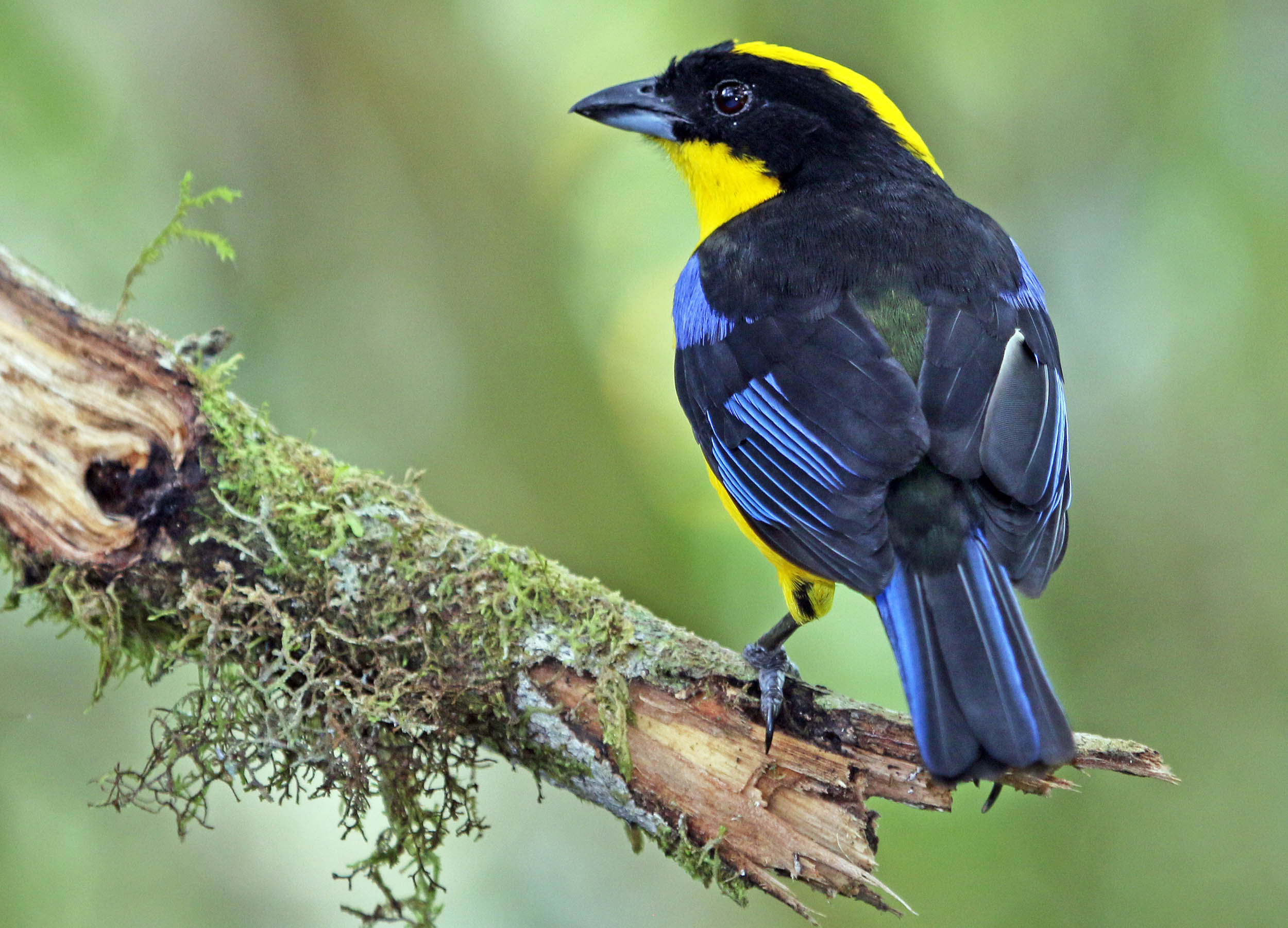 tanager-blue-winged-tandayapa