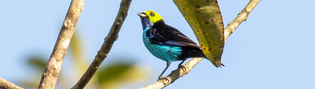 'Paradise Tanager' (image by Damon Ramsey)