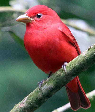 tandayapa-bird-red-2-b