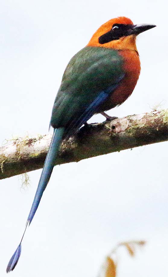 tandayapa-rufous-motmot