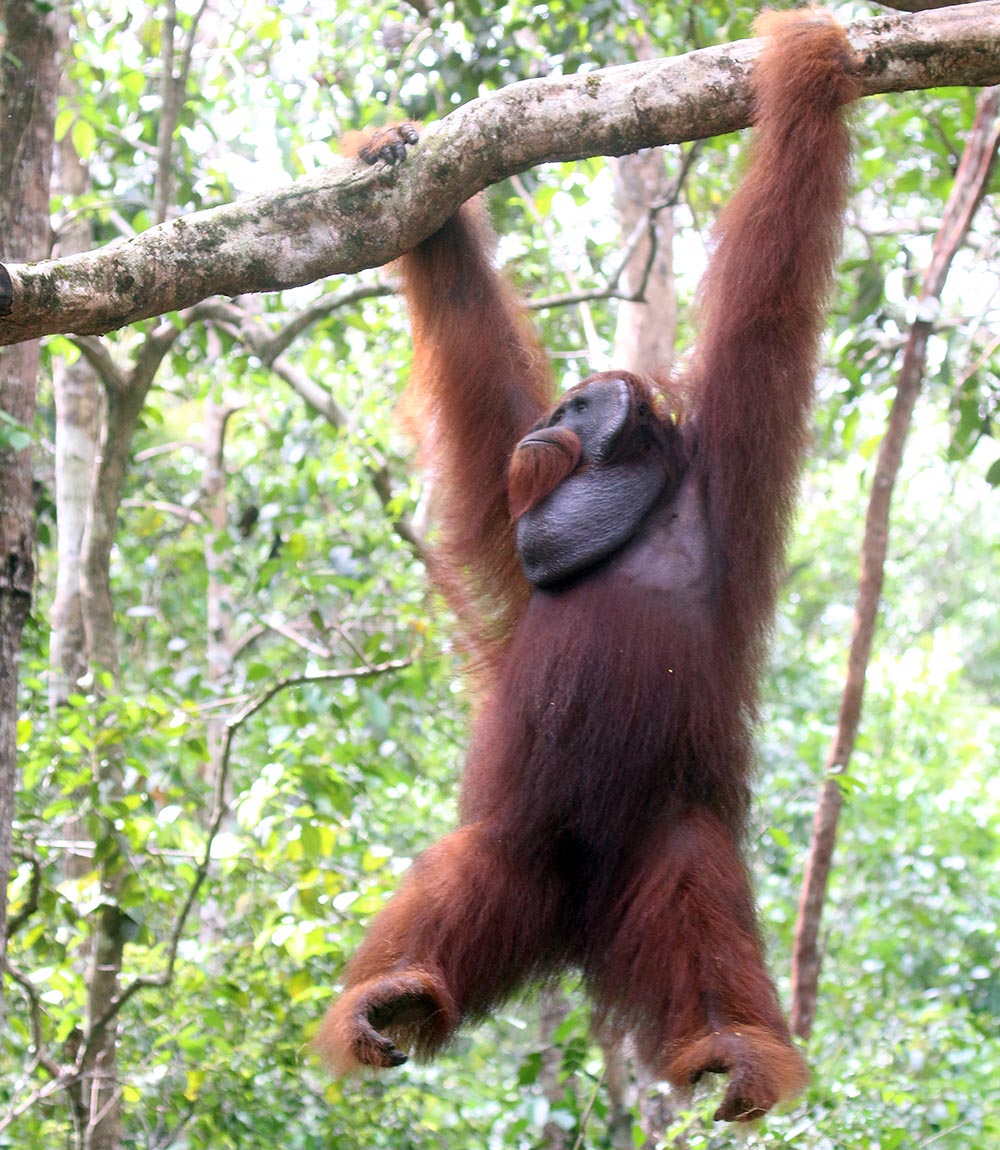 tanjung-puting-male-orang-hanging