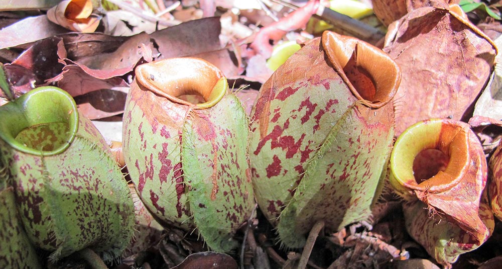 tanjung-puting-pitcherplant-ground