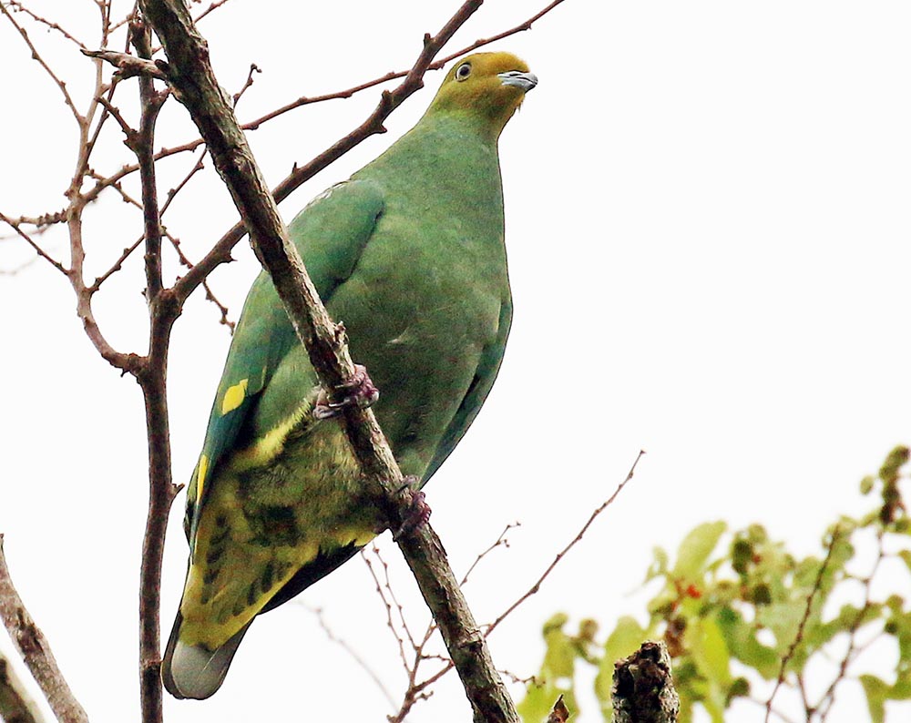 tanna-fruit-dove