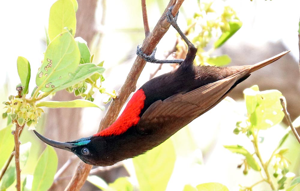 tanzania-sunbird