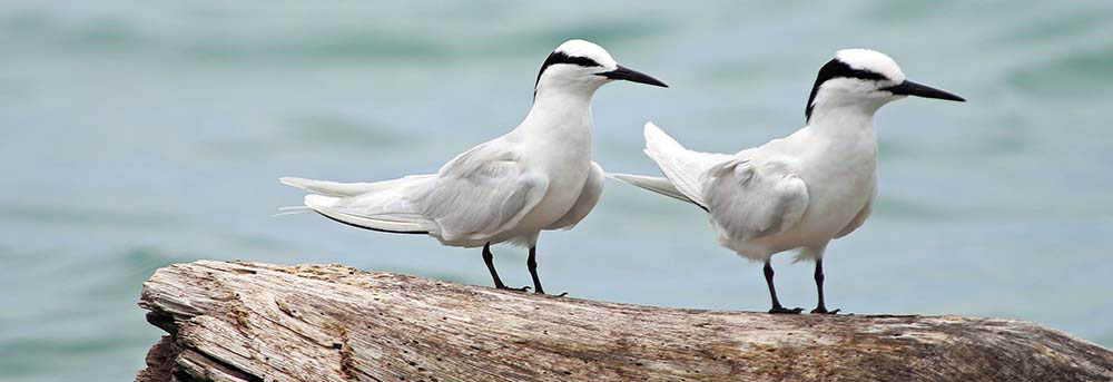 tern-black-naped-alim