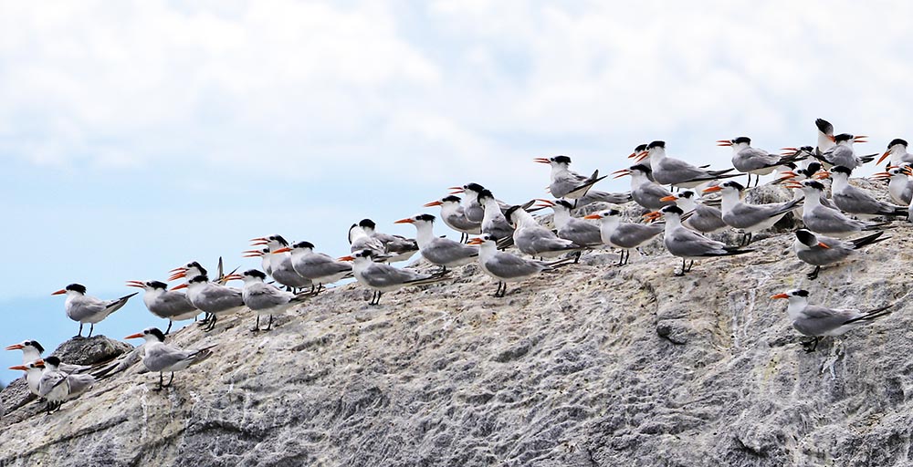 tern-lesser-crested