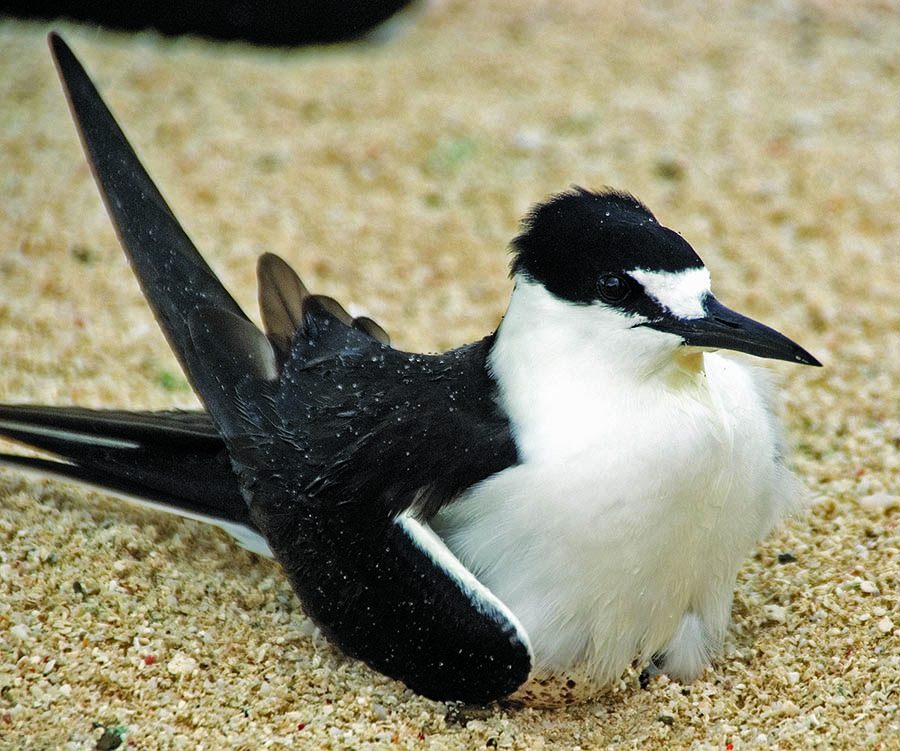 tern-sooty-michaelmas-cay