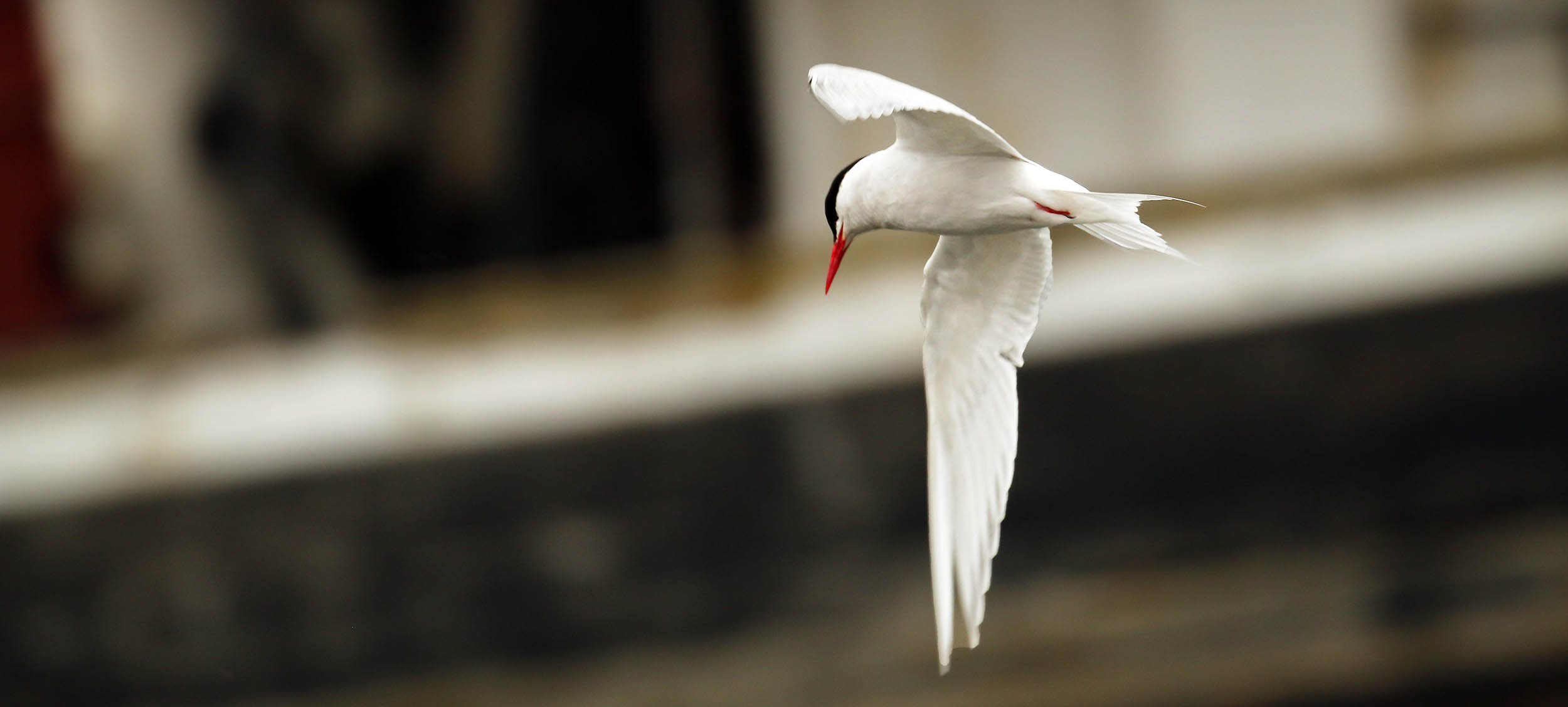 tern-south-american-ushuaia