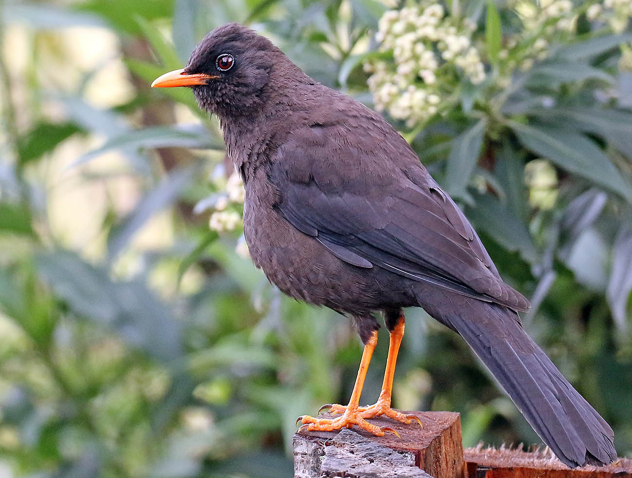 thrush-great-waychega