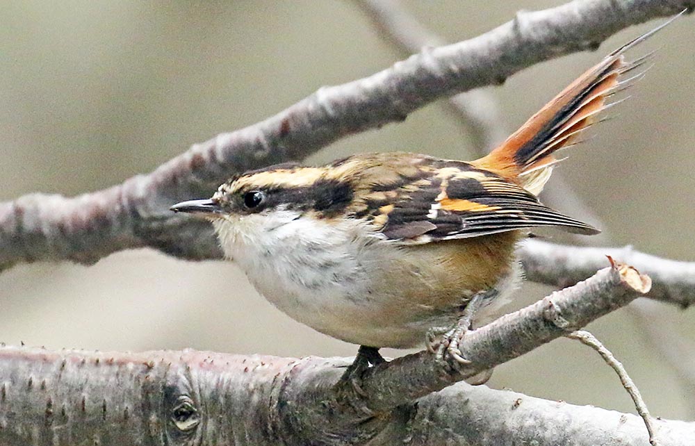 Thorn-tailed Rayadito, (image by Damon Ramsey)