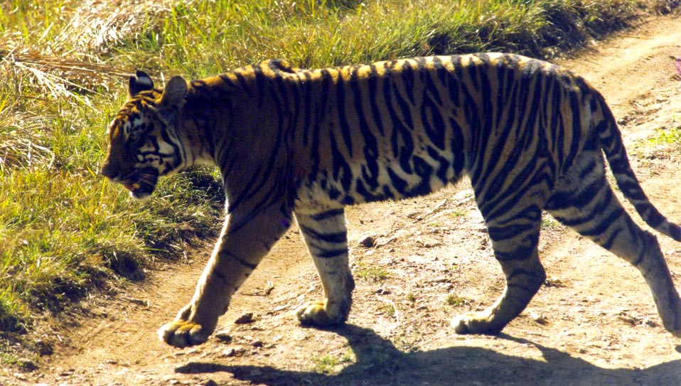 Tiger3