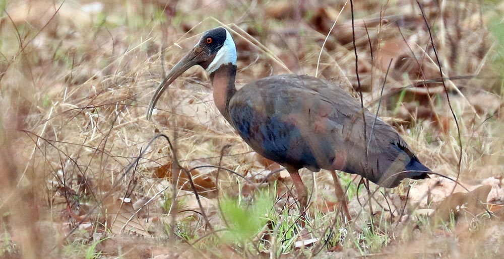 tamatboey-white-shouldered-ibis
