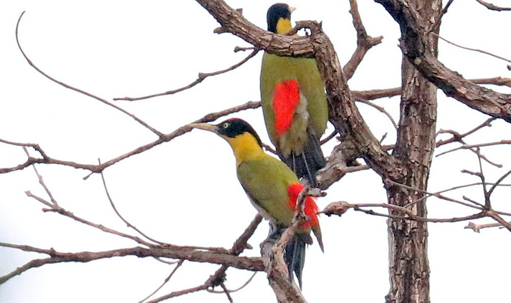 tmatboey-woodpecker-black-headed