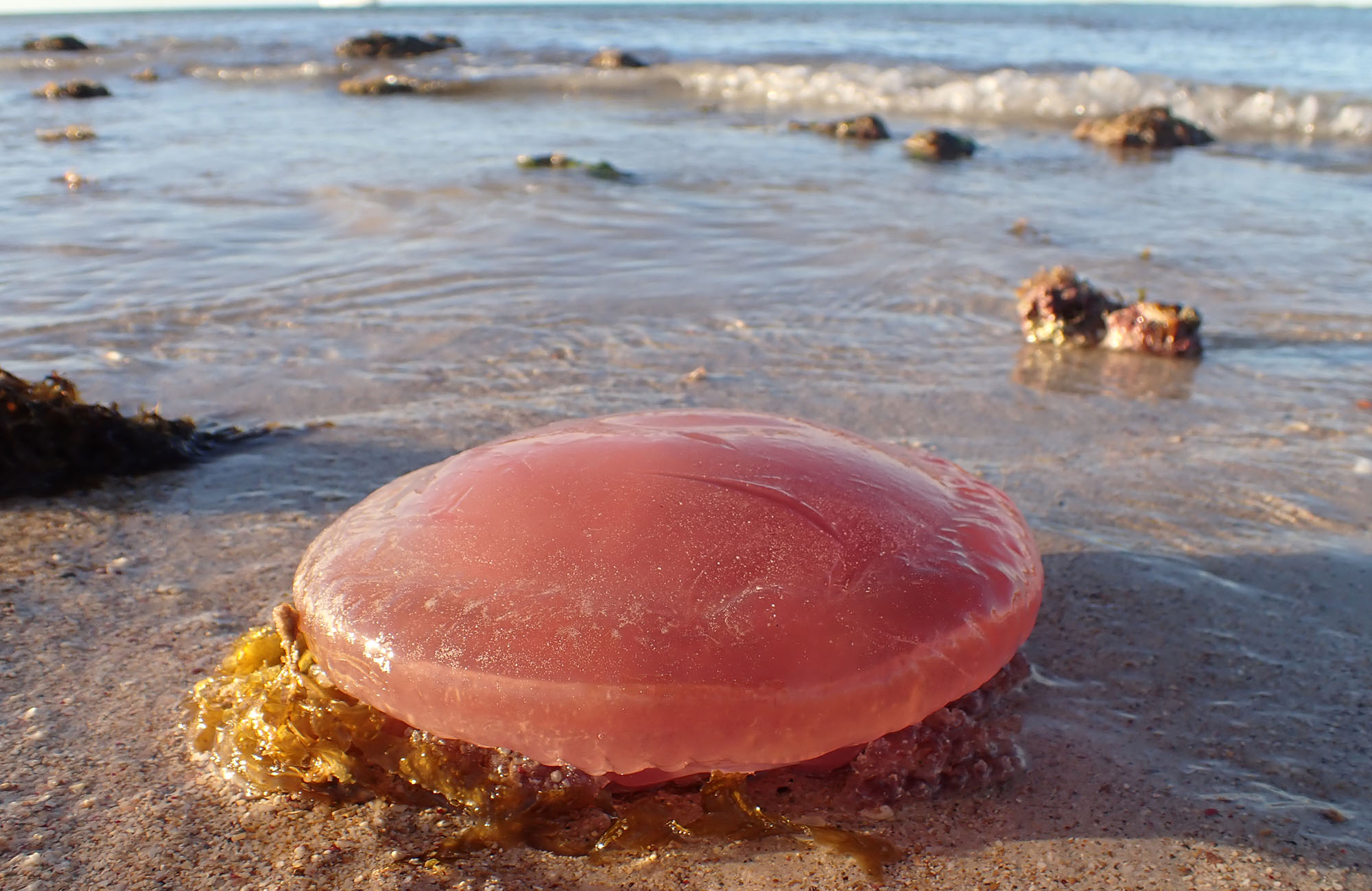 tomato-jelly-dampier-