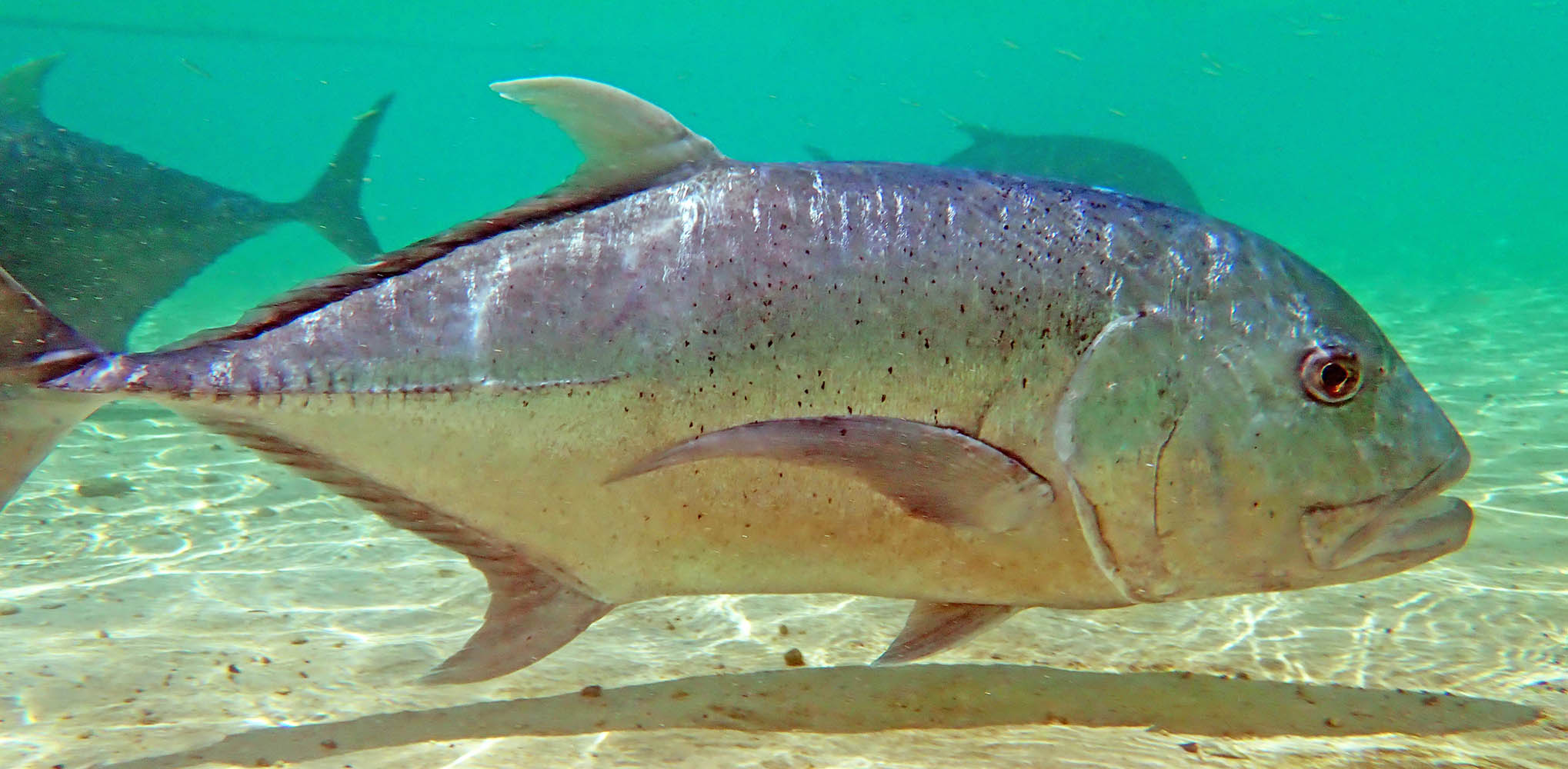 trevally-giant-silver-farquahr-seychelles