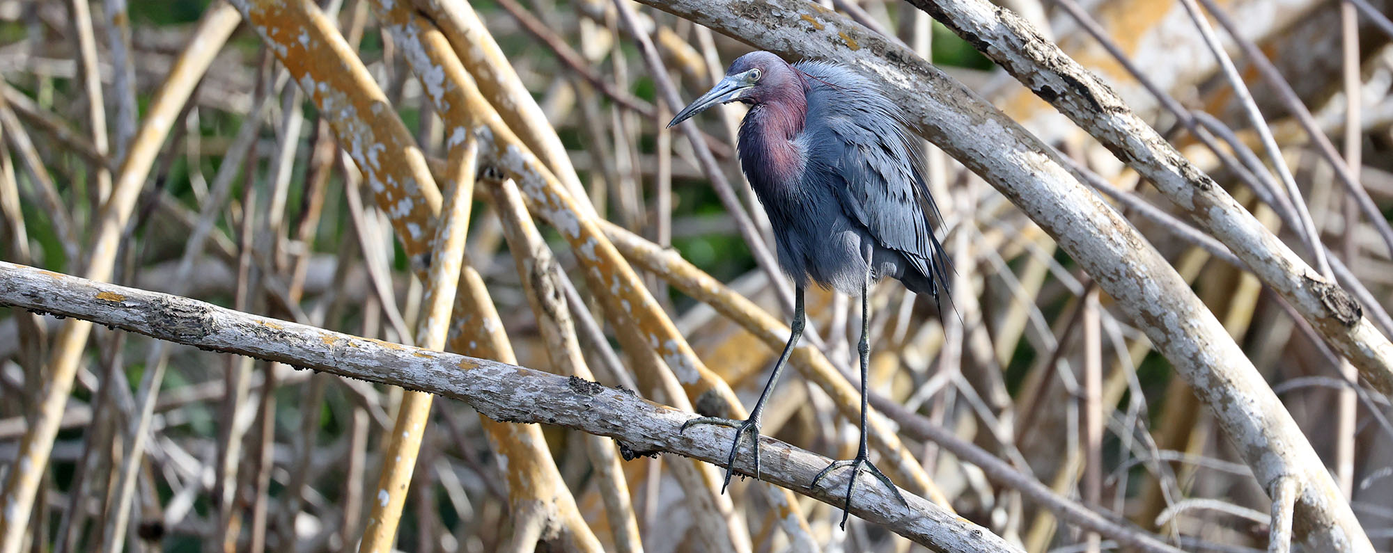 tricoloured-heron-caroni-swamp-trinidad