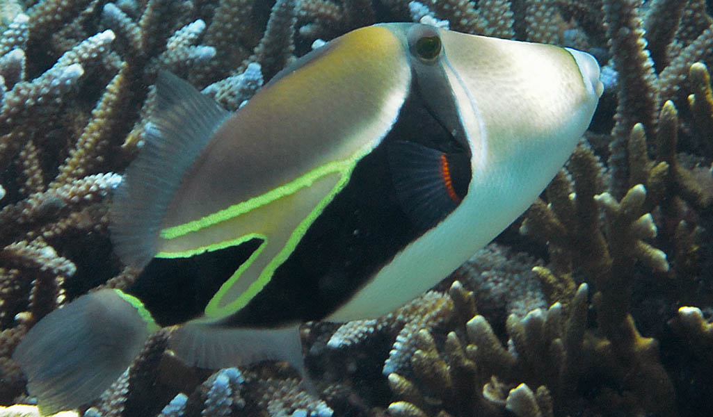 triggerfish-wedegtail-miyako