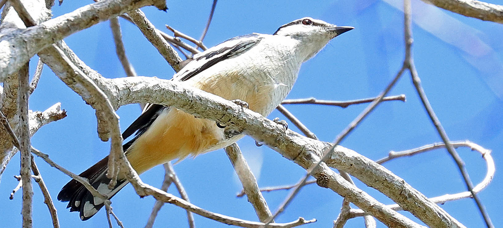 triller-varied-tiwi-islands