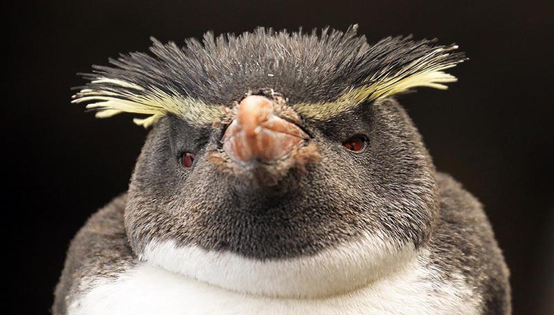 Northern Rockhopper Penguin (image by Damon Ramsey)
