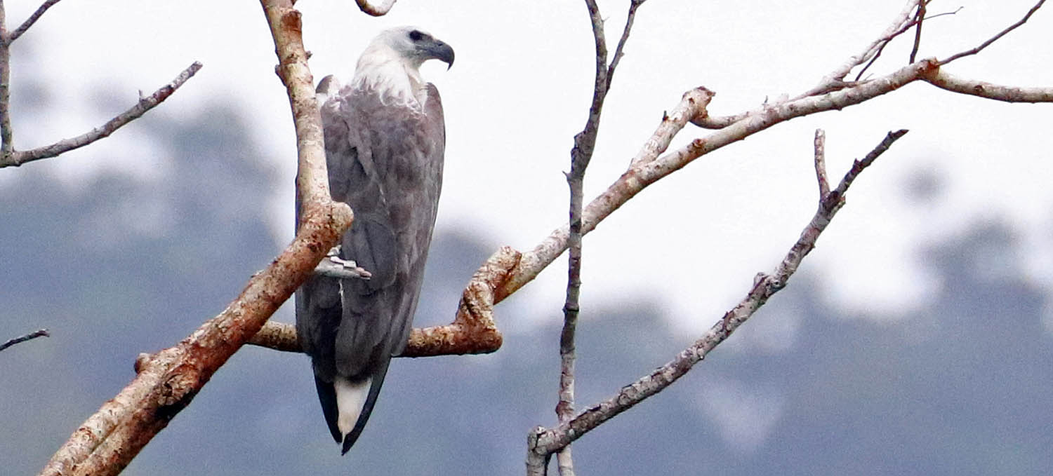 triton-bay-white-bellied-sea-eagle