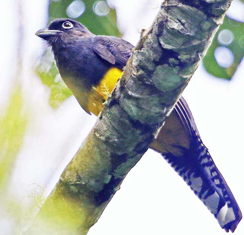 trogon-green-backed-wildsumaco