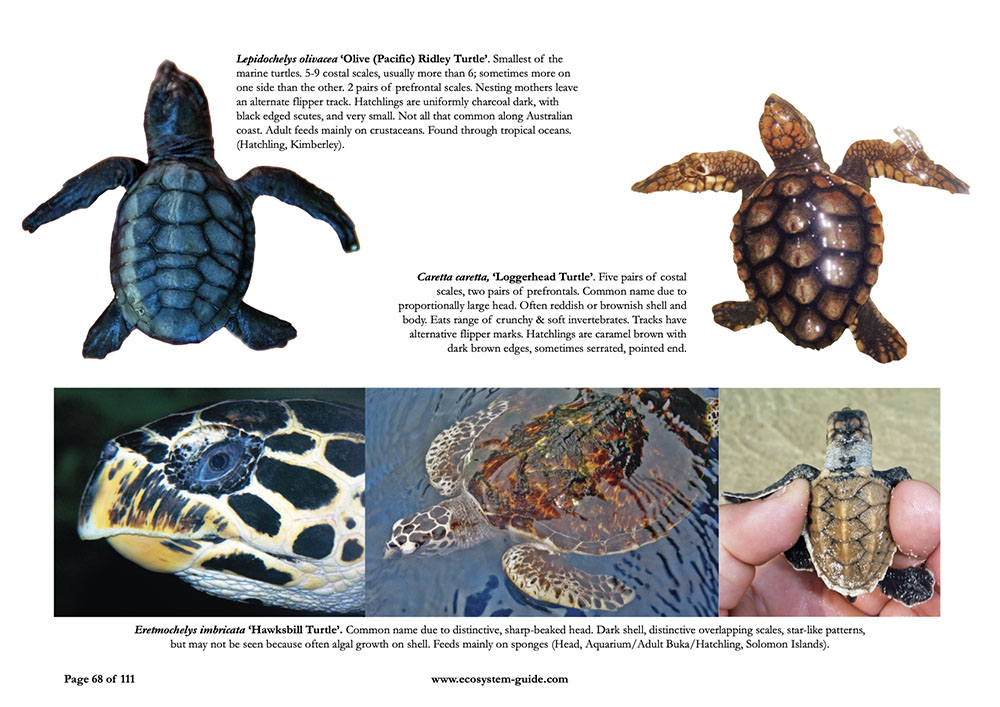 tropical-open-ocean-book-turtle-id
