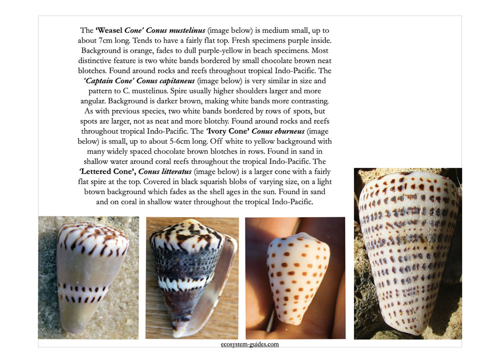 book-tropical-seashores-149