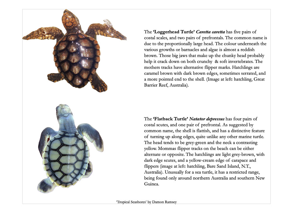 book-tropical-seashores-244