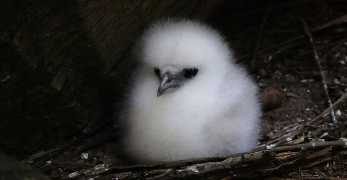 tropicbird-aride