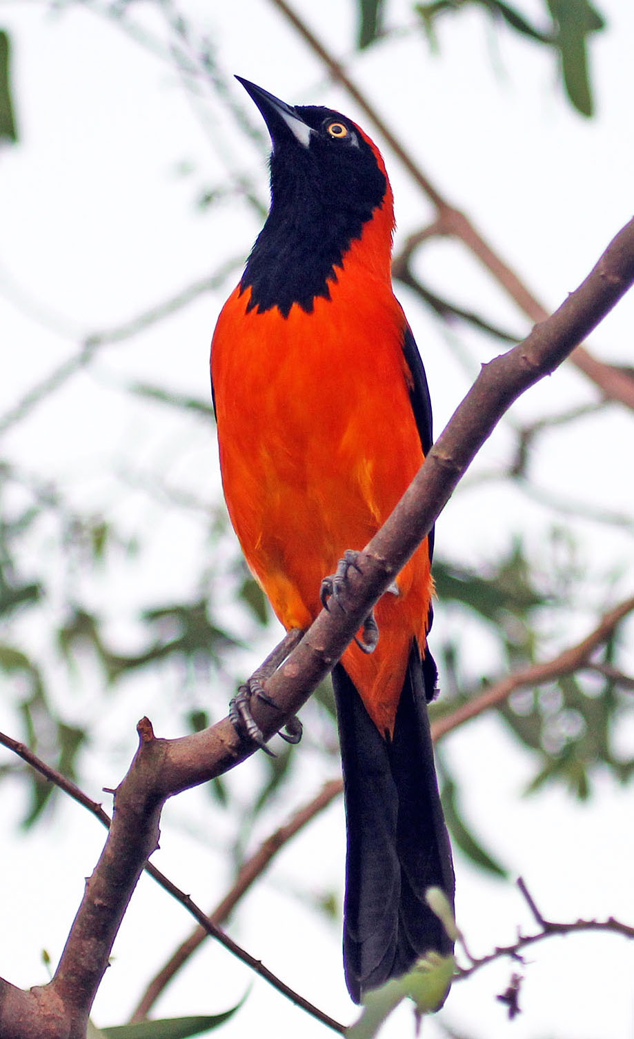 troupial-orange-backed-red-form-pantanal
