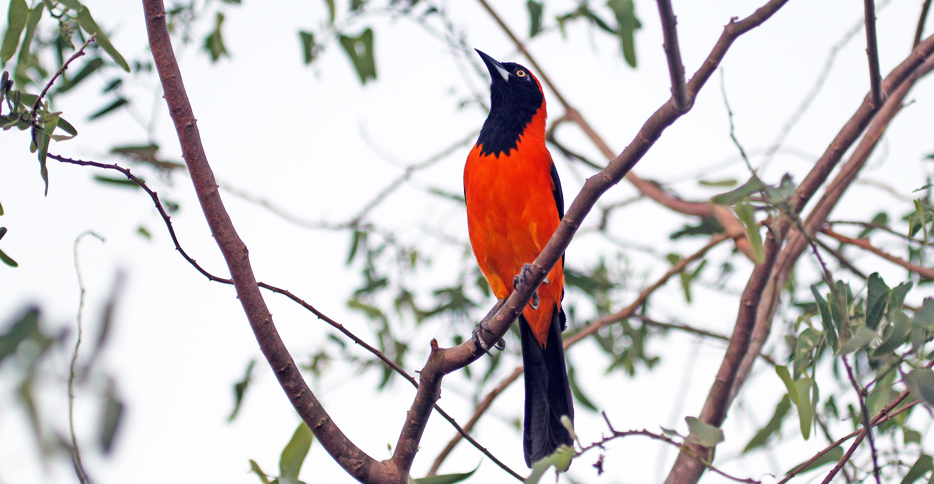 troupial-orange-backed-pantanal